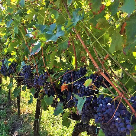 Agriturismo La Romita Tavarnelle Val di Pesa